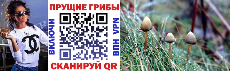 цена   Динская  Галлюциногенные грибы GOLDEN TEACHER 